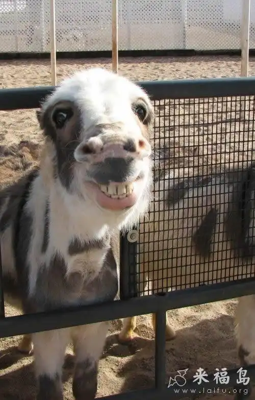 卖萌不可耻,是可爱