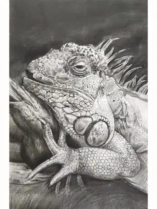 学生作品夹12岁美术生素描作品