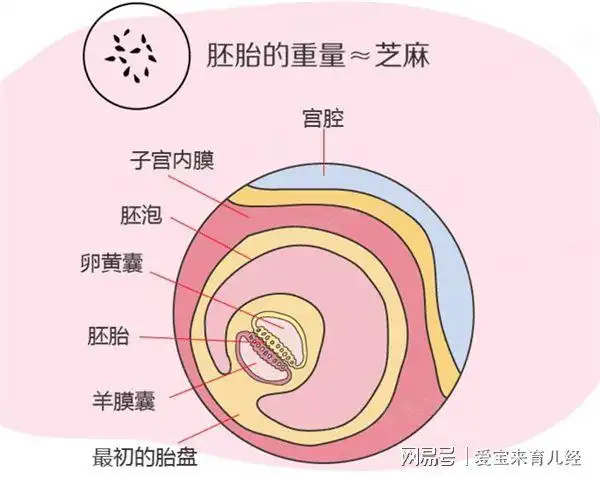 2,早期胎盘的形成胚胎移植主要以3-6天的胚胎为主,当胚胎移植到子宫里