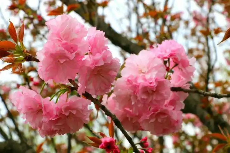 风景花草照18.11.12整理 一>