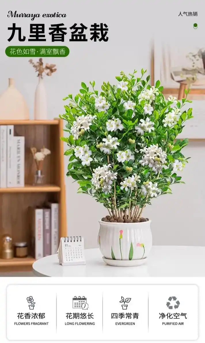 这盆七里香盆栽不仅驱蚊,还能让空气 - 抖音