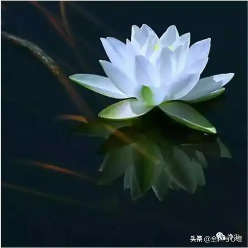 看破放下寂静解脱我若佛前一朵青莲出水莲李炜(古筝演奏家) - 筝无双