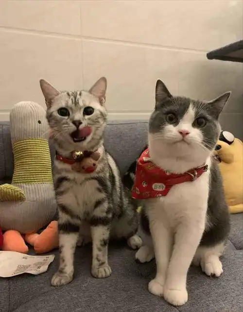 养英短猫还是美短猫好看完才知道区别真的很大