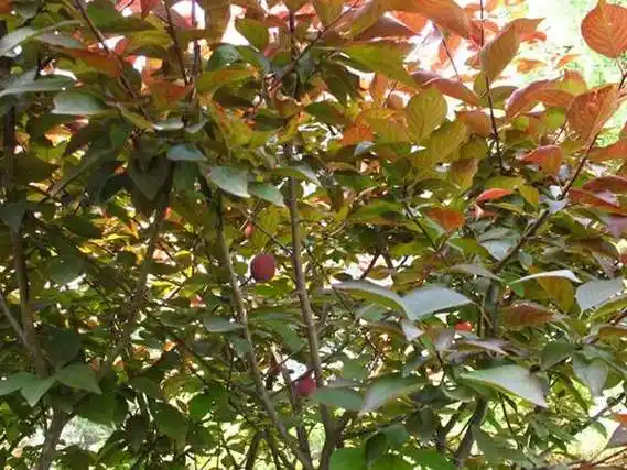 梅中的稀有品种当属美人梅它的回头率是100哦