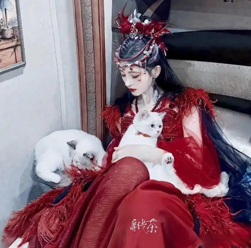 鞠婧祎|红衣古装妩媚精致,抱着可爱的宠物猫,更显雍容公主气质.娱乐