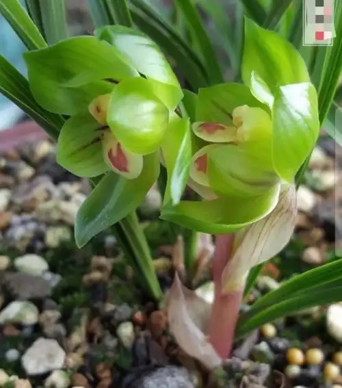 六种不同品种兰花