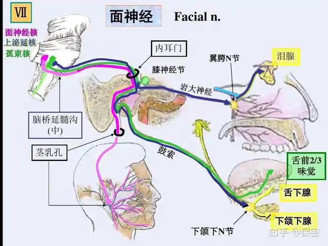 面神经的定位诊断