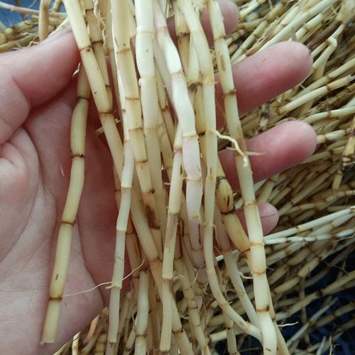 白茅根纯野野生农家现挖中药材新鲜茅根白毛500g其他药食同源食品