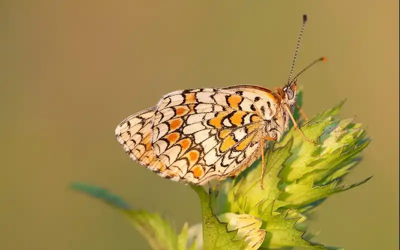 美丽的蝴蝶高清电脑壁纸