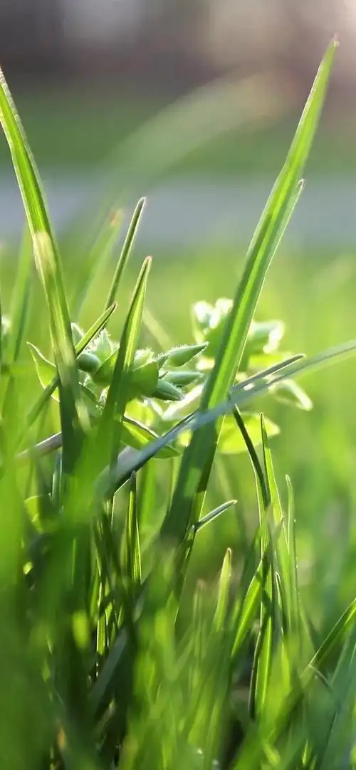 壁纸推荐绿色护眼绿意盎然清新唯美高清无水印