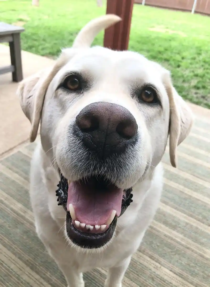 狗狗治愈系的笑容能赶走生活中的很多阴霾 愿你每天都在狗狗得笑容中