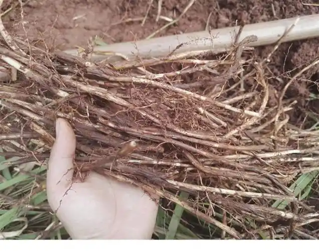 野生新鲜白茅根甜草根500g茅草根洗净去皮毛草根伊梵麦