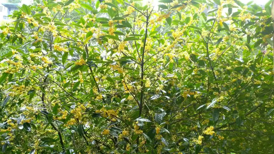 我家桂花树,开花了!