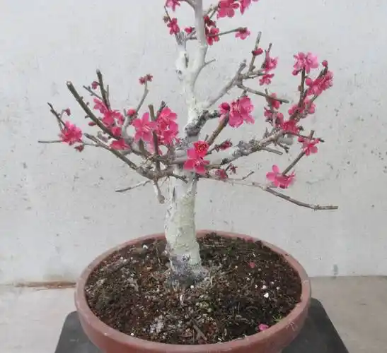 花物盆栽 ◆梅 (红千鸟)◆ 钵 9号
