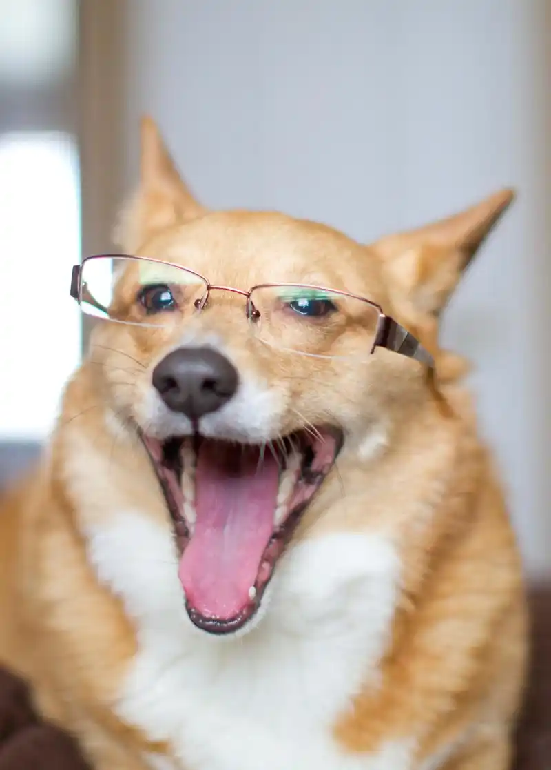 狗狗治愈系的笑容能赶走生活中的很多阴霾 愿你每天都在狗狗得笑容中