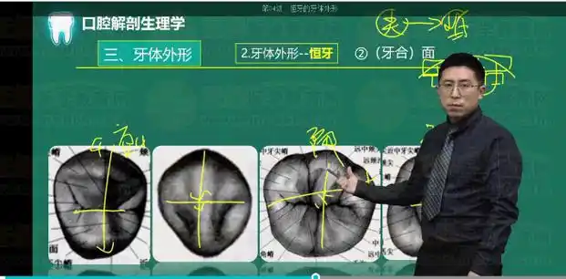 口腔主治医师考点下颌第一恒磨牙牙合面形态