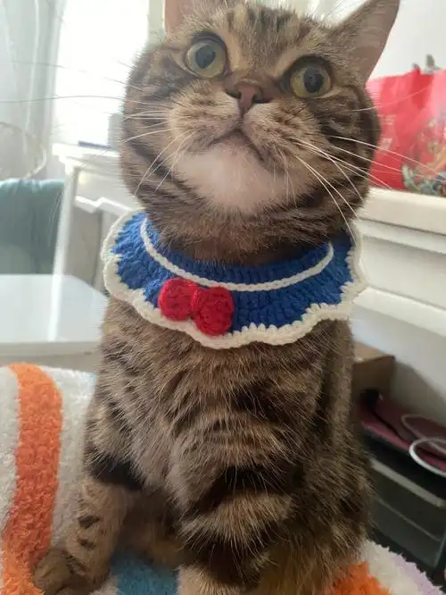 小猫咪的手工项圈也太可爱了吧
