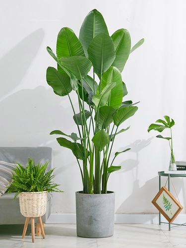 天堂鸟鹤望兰室内盆栽客厅办公室家居大型绿植净化空气花盆