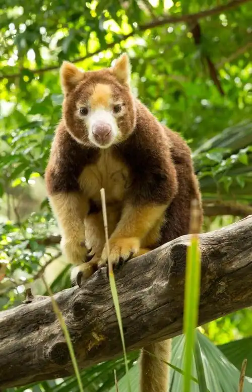 南澳大利亚州阿德莱德动物园的树袋鼠 08 澳大利亚旅游局版权所有