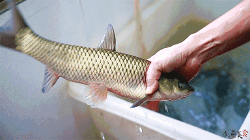 500_281gif 动态图 动图