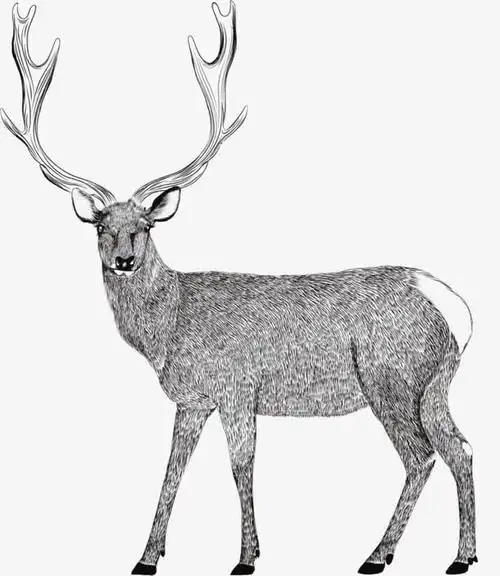 素描小鹿