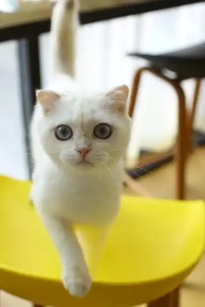 "哈喽大家好,我是你们的好朋友,宠物达人奇趣喵喵酱.