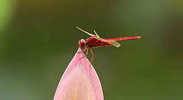 红蜻蜓图片_红蜻蜓图片大全_红蜻蜓图片下载