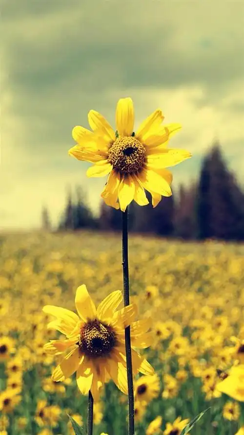 向日葵清新摄影安卓壁纸,高清图片,手机锁屏桌面-壁纸族