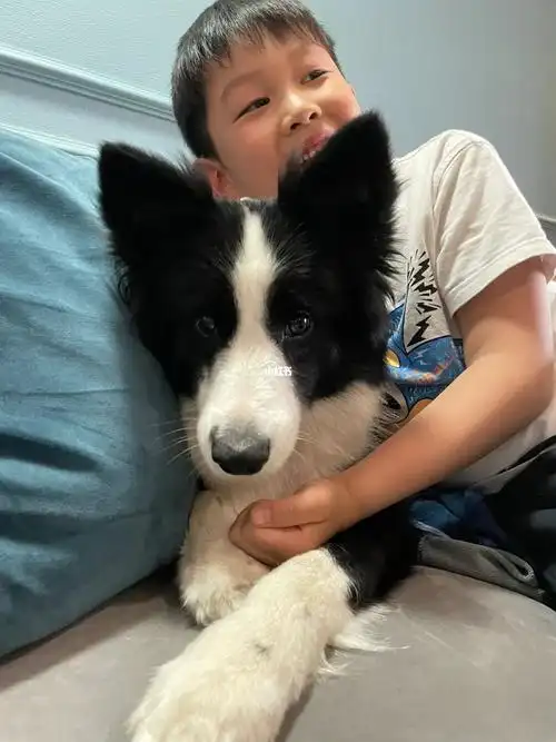 这可能是养狗人最大的欣慰