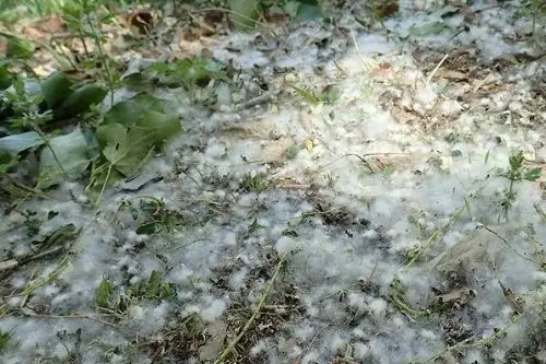散落在长草土壤的飞絮不会再二次扬飞.图片来源:张志翔