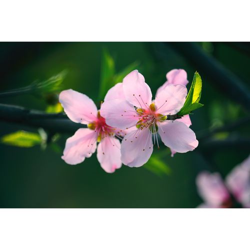 原创超高清花卉摄影作品-粉红桃花(1张) 精美优质图片素材