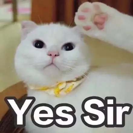 yes sir(猫咪)_猫咪_sir_yes表情