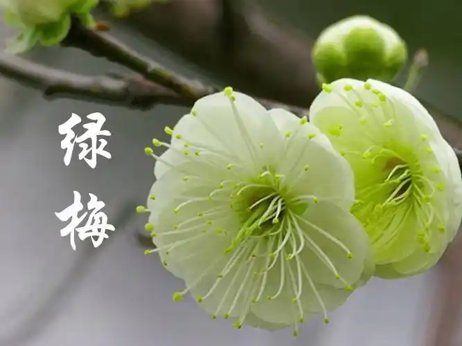最美梅花图片(最美梅花图片大全高清)