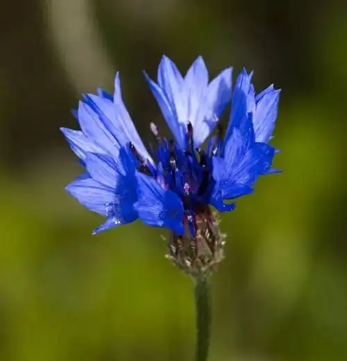 极为稀有的矢车菊蓝宝石"在海的深处,水是那么蓝,像最美丽的矢车菊
