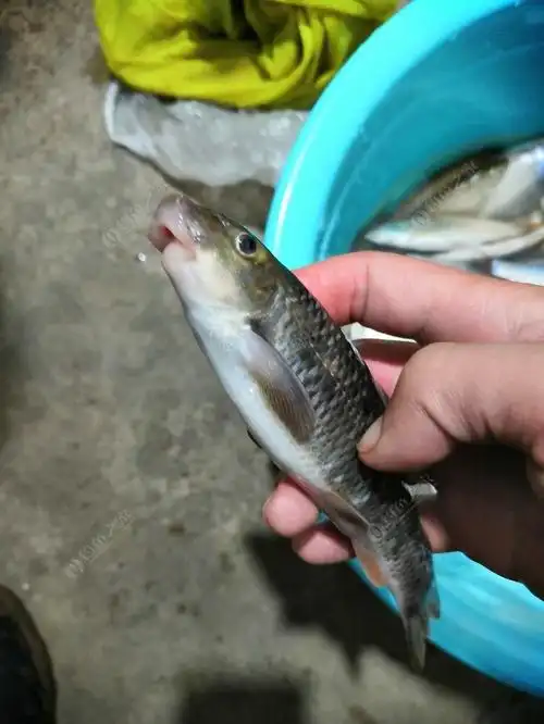 请教各位,这是什么鱼?