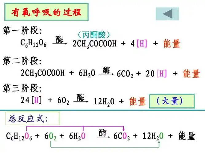 3《atp的主要来源——细胞呼吸》课件---新人教版必修1)ppt 有氧呼吸