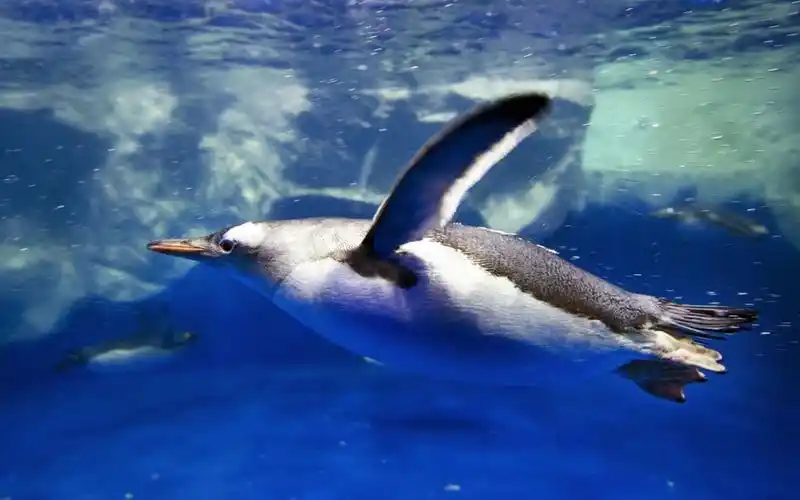 海底世界动物桌面壁纸