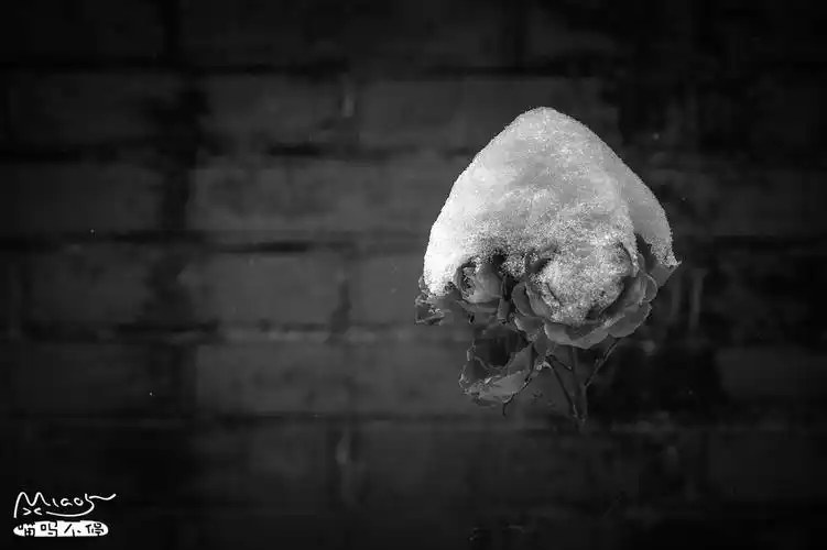 黑白光影下不寻常视角的飞雪金陵城