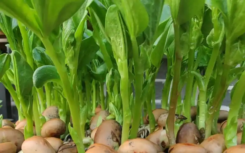 活动  【芽苗菜系列】蚕豆苗的种植记录