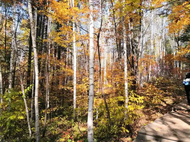 长白山原始森林