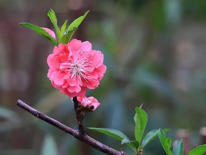 一组桃花照片欣赏