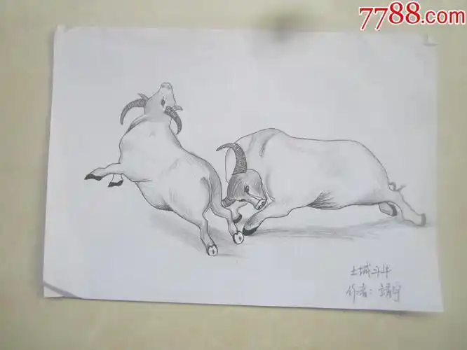 大城斗牛_素描/速写_藏书金石气【7788烟酒茶牌】