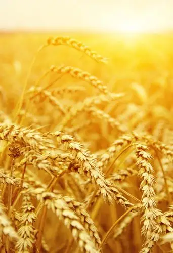 美丽的麦田景色高清图片