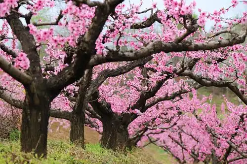 十里桃林 万亩桃花!鄠邑·柳泉·东岭美爆了