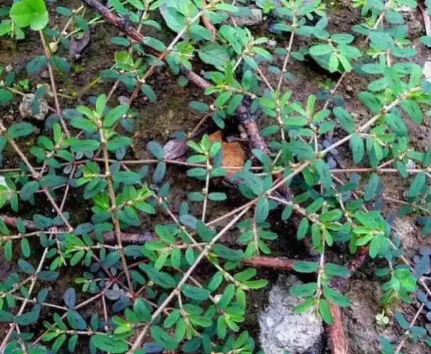 农村野草,藏在阴冷潮湿处,它价值太珍贵了,是女人的救命草!