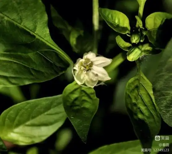 大葱籽角瓜花冬瓜香菜花蒜薹黄瓜花苦瓜花吊瓜花生菜花姑娘花茄子花水