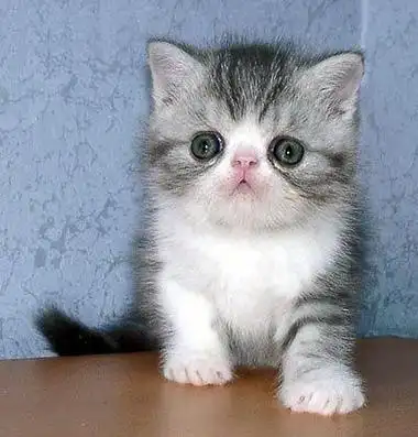 世界十大最萌的宠物猫