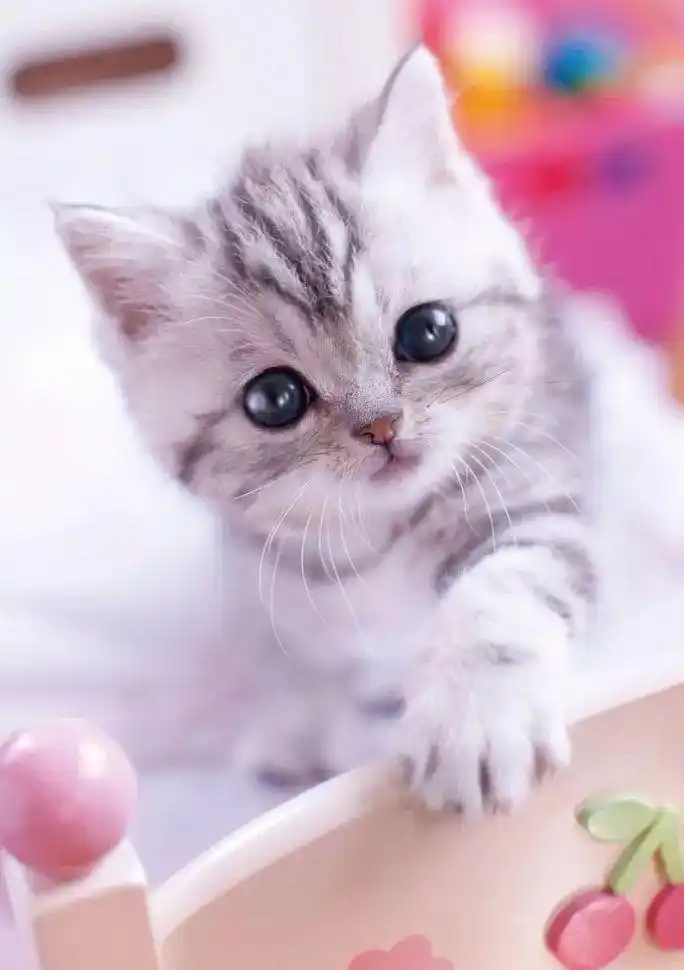 对萌萌哒的小奶猫毫无抵抗力,速度来吸!