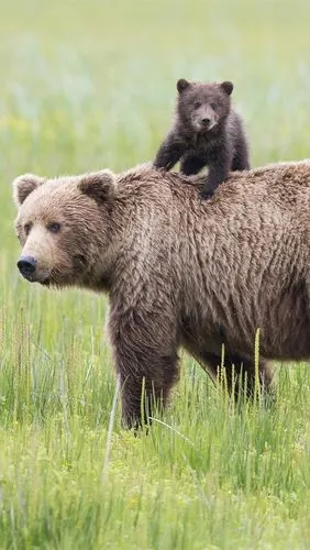 克拉克湖国家公园,阿拉斯加,熊,草地 iphone 壁纸