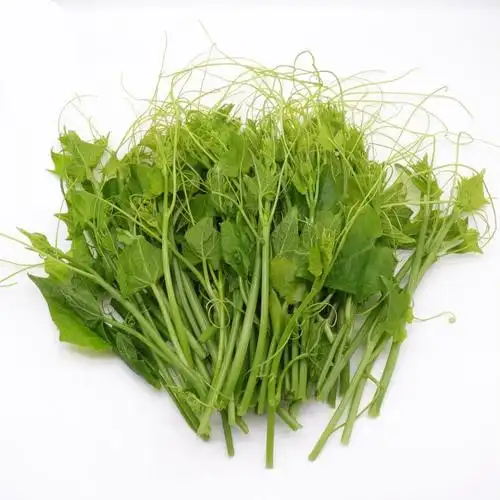 云南德宏新鲜蔬菜傣家自种洋瓜尖 丝瓜尖 佛手瓜尖龙须菜1/2斤 2斤